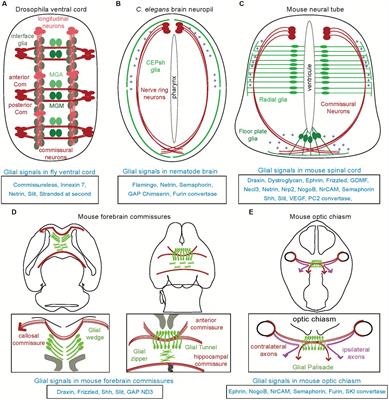 Regulation of axon pathfinding by astroglia across genetic model organisms